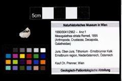 Foto (Objekt + Etikett) von Mesogalathea striata (Remeš, 1895)  (NHMW-GEO-1990-0041-2962)